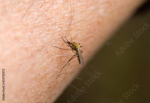 Common house mosquito bites into a human's arm and sucks blood