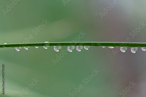 Droplets in green leaf with a green background