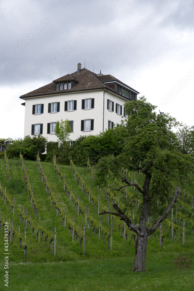 Vineyard at City of Zurich at springtime. Photo taken May 20th, 2021, Zurich, Switzerland.