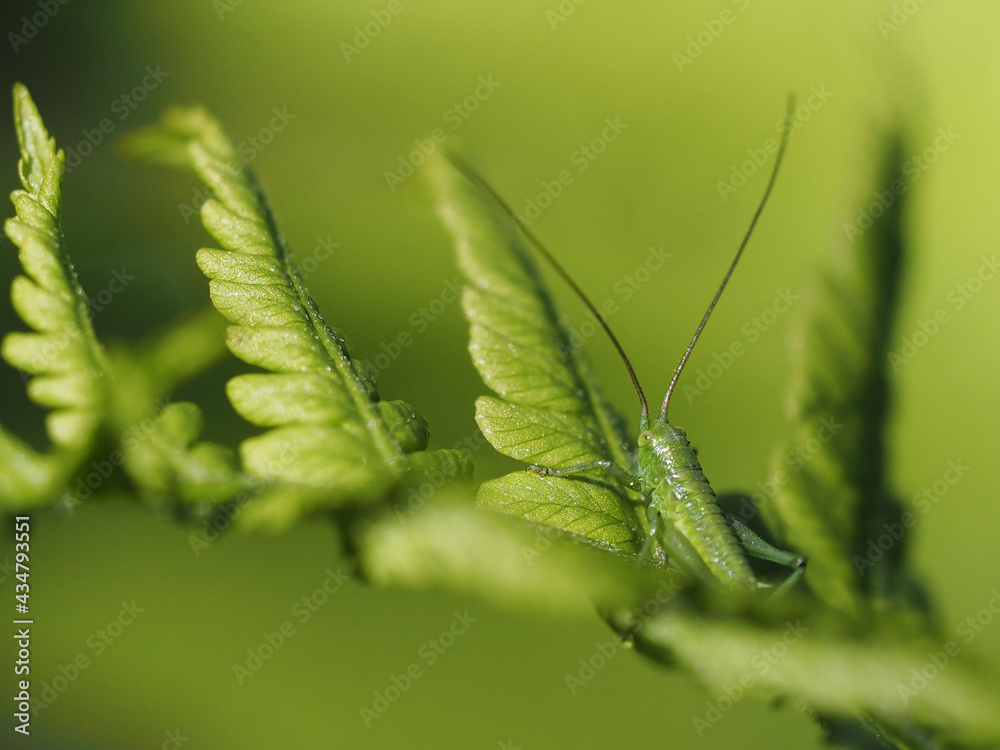 Fototapeta premium Small green grasshopper on a large fern