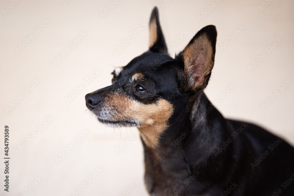 Old dog looking on left side with sadness eyes Old dog looking on left side with sadness eyes