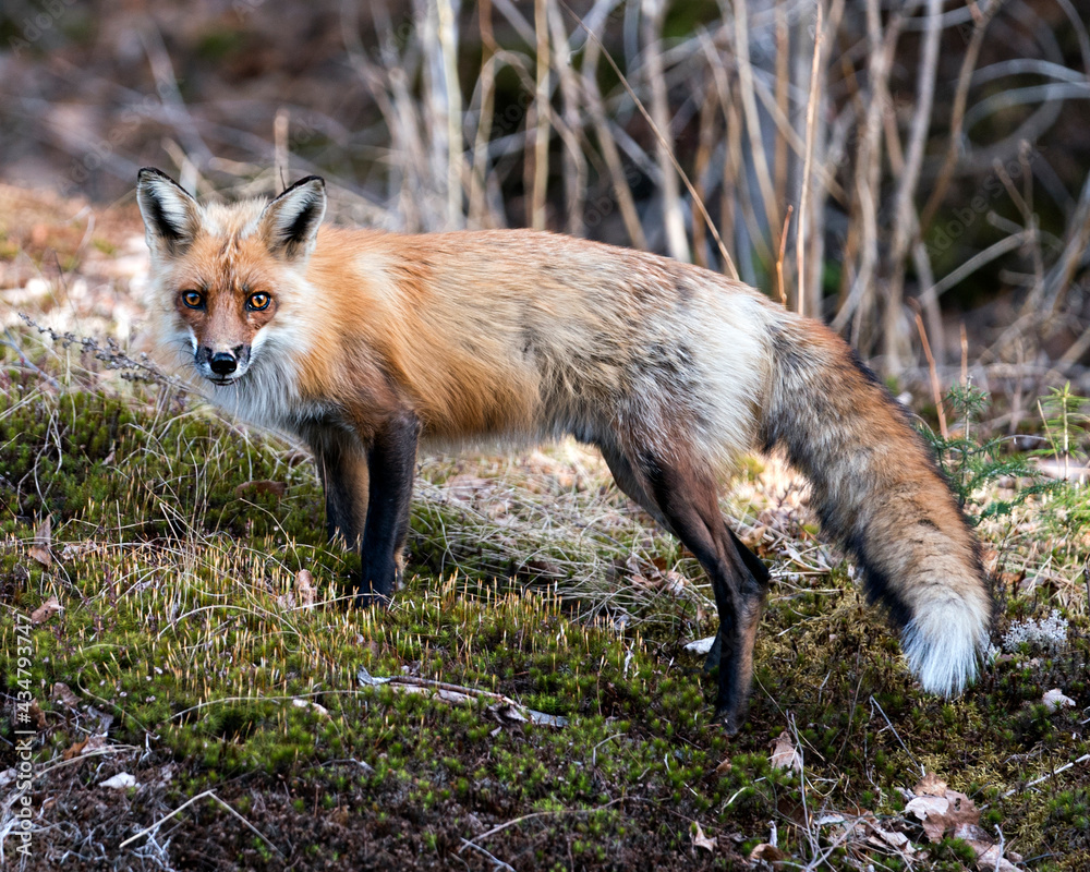 Red Fox Photo Stock. Fox Image. Close-up profile side view standing on green moss in the spring season with blur background and enjoying its environment and habitat. Picture. Portrait. Red Fox Photo Stock. Fox Image. Close-up profile side view standing on green moss in the spring season with blur background and enjoying its environment and habitat. Picture. Portrait.