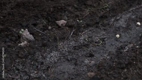 Wallpaper Mural child hand makes a hole with a stick and plants pea seeds in a bed of fertile soil in the garden, seasonal gardening and seeding, side view Torontodigital.ca