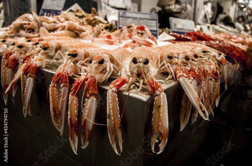 Nephrops norvegicus photo