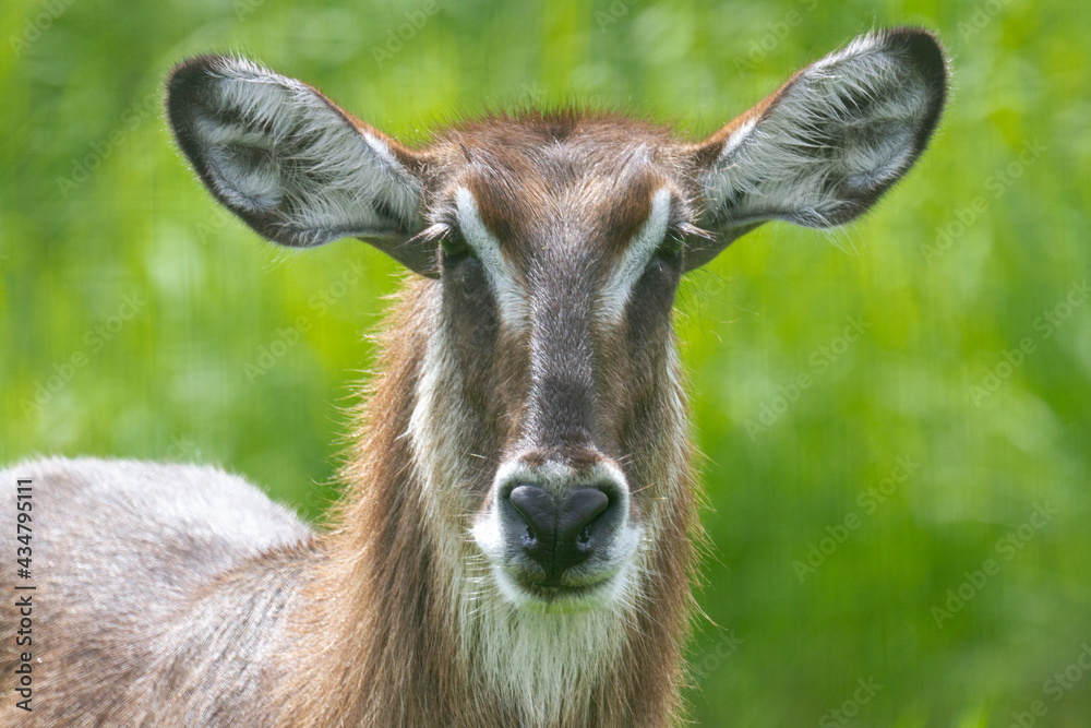 Female waterbuck looking at the camera Female waterbuck looking at the camera