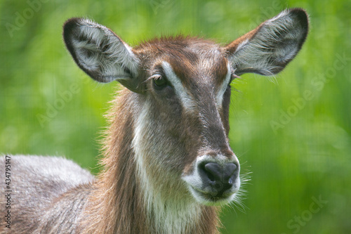 Female waterbuck looking on the right side