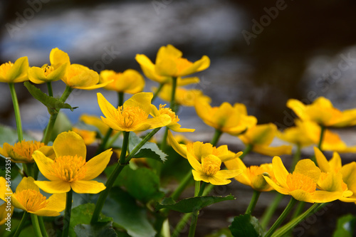Marsh marigold with yellow flowers close-up on a blurred background of a reservoir on a sunny day.