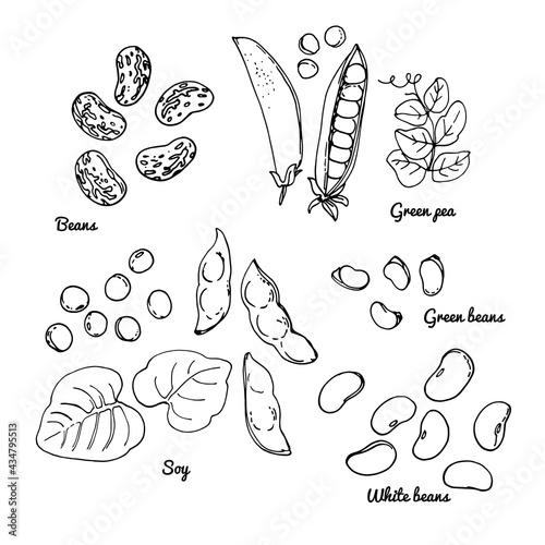 White beans, green beans, soybeans, green peas. Vector food icons of vegetables. Colored sketch of food products.