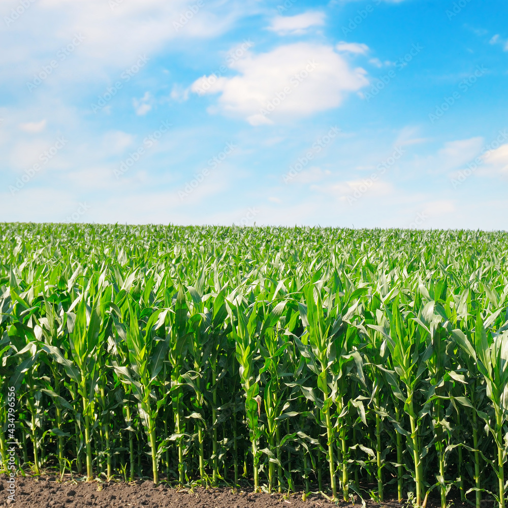 Corn field and blue sky. Corn field and blue sky.