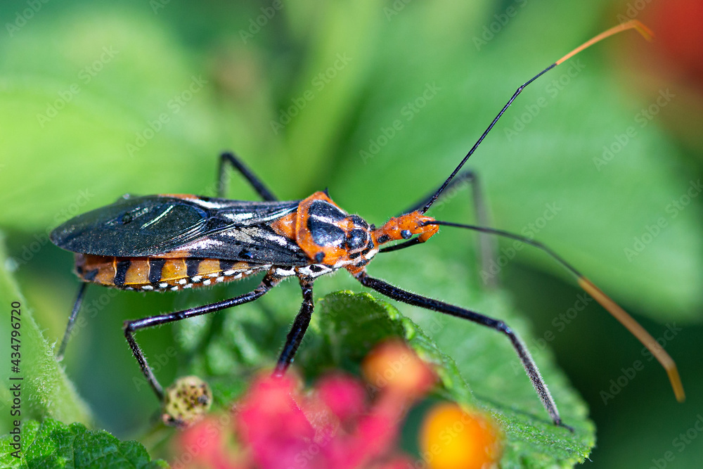 Fototapeta premium Dangerous cricket insect on the nature