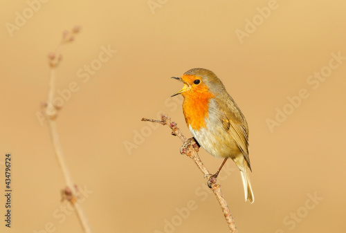 Close up of a European Robin calling in spring