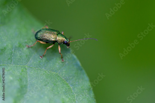 A little insect in a green leaf with a green background © Andre Miranda Fotos