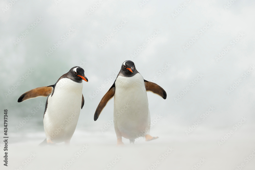 Fototapeta premium Close up of two Gentoo penguins on a stormy beach,