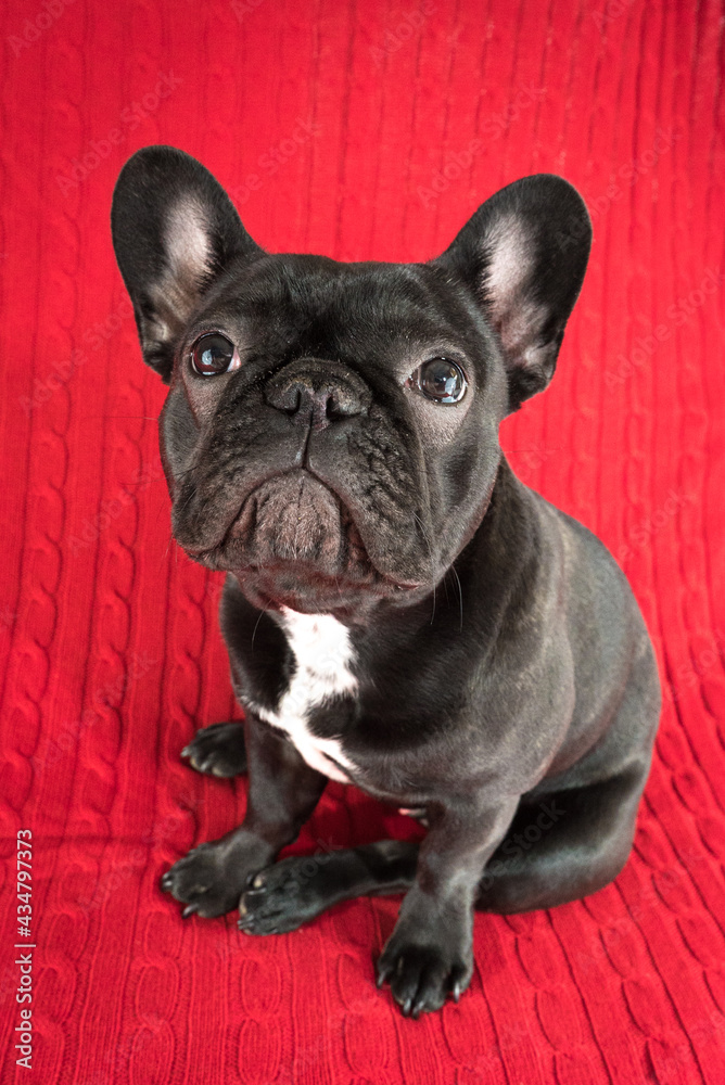 french bulldog puppy on red background looking up