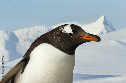 Close up of a Gentoo penguin in winter