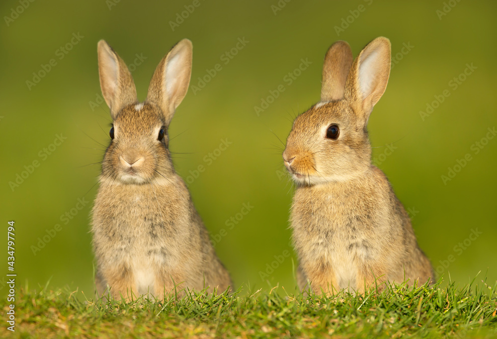 Fototapeta premium Close up of two cute little rabbits in meadow