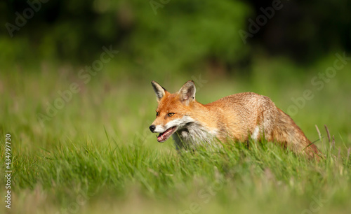 Close up of a Red fox in grass © giedriius