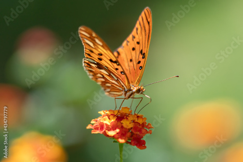 Orange butterfly in the garden