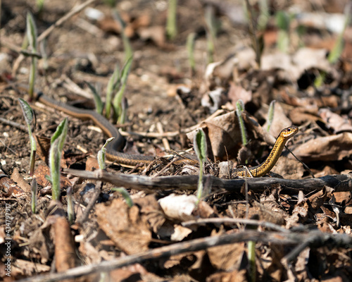 Snake Photo Stock. Close-up profile view in its environment and habitat with a blur foliage and brown leaves background in the springtime. Image. Picture. Portrait.