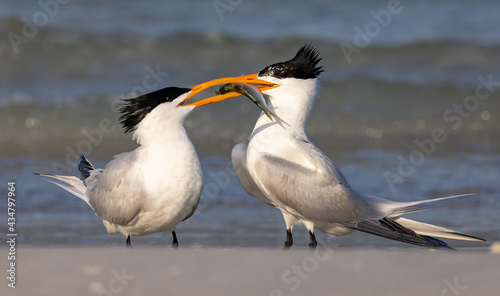 Royal Terns in the Beach 