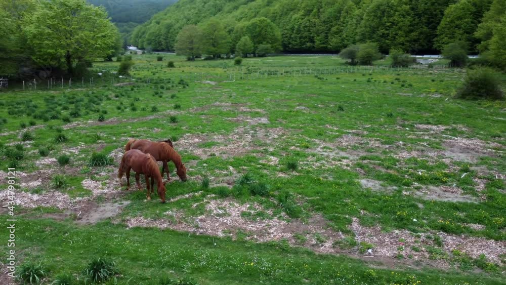 Cavalli in natura Cavalli in natura