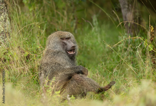 Close up of an olive baboon sitting on grass