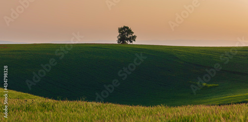 Lonely oak standing in a fi...