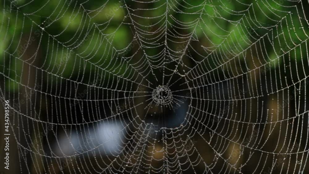 macro with blur of spider web full of morning dew drops hanging on the fence in a farm
