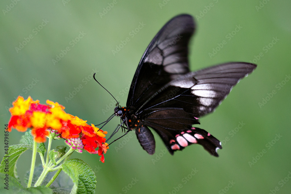 Little black with pink butterfly in the nature Little black with pink butterfly in the nature