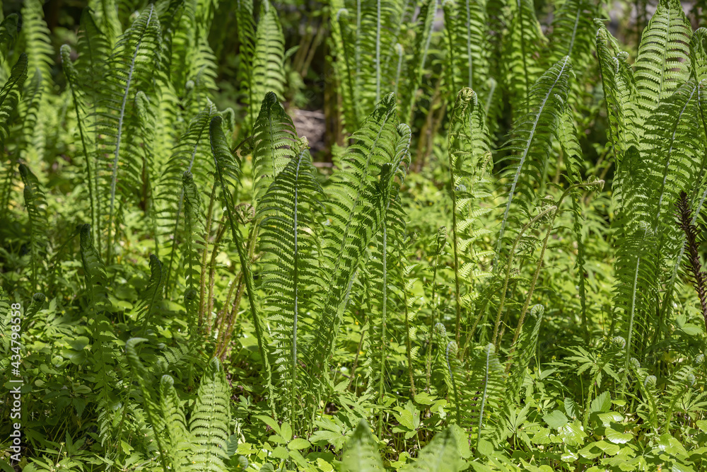 Bright green fern Polypodiophyta. A flowerless plant which has feathery or leafy fronds and reproduces by spores released from the undersides of the fronds