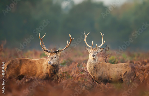 Close-up of two red deer stags in autumn