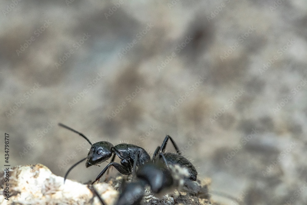 Black ant on foreground in the forest