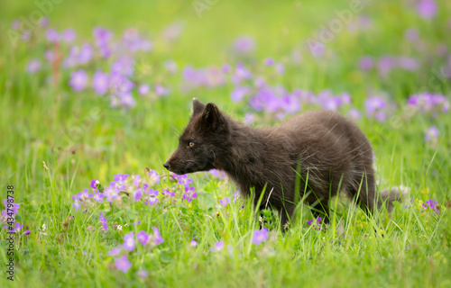 Adult blue morph arctic fox in the meadow with blue flowers © giedriius