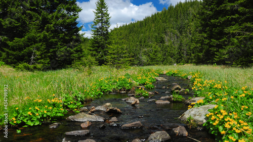 A small mountain stream flowing through an alpine pasture. Lots of flowers are blooming in the meadow which is surrounded by a coniferous forest.