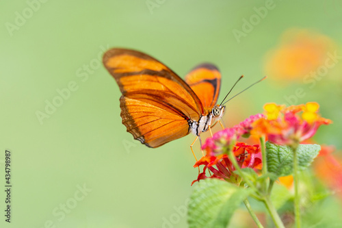 Wallpaper Mural Orange butterfly in the garden Torontodigital.ca