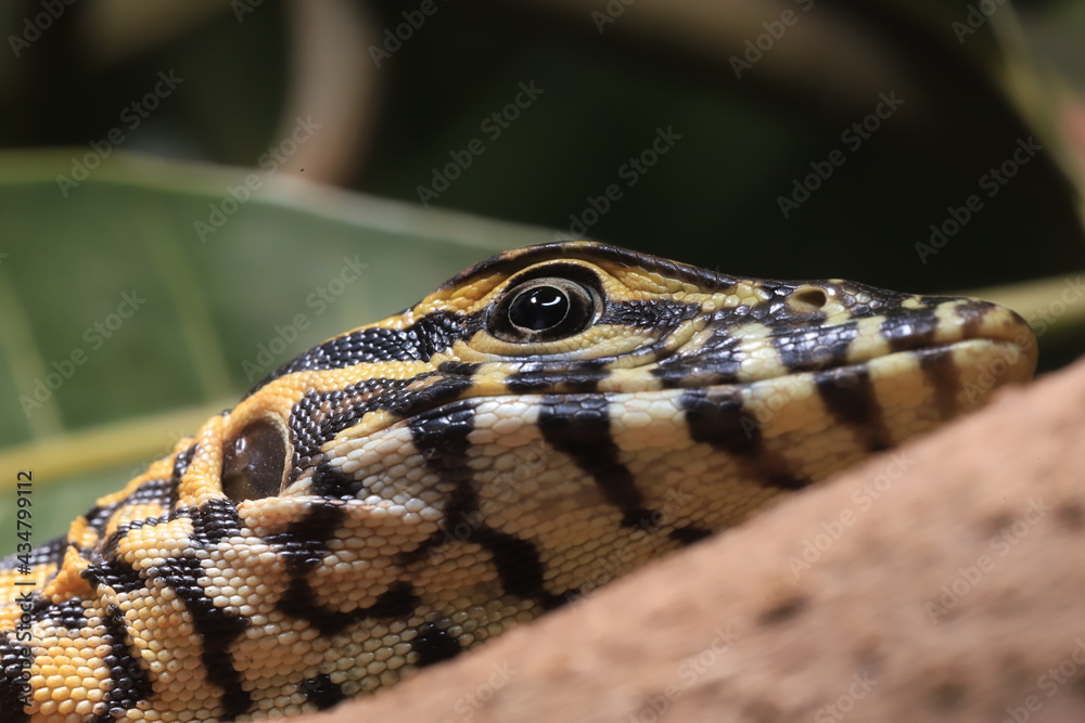 close up of a young varan close up of a young varan