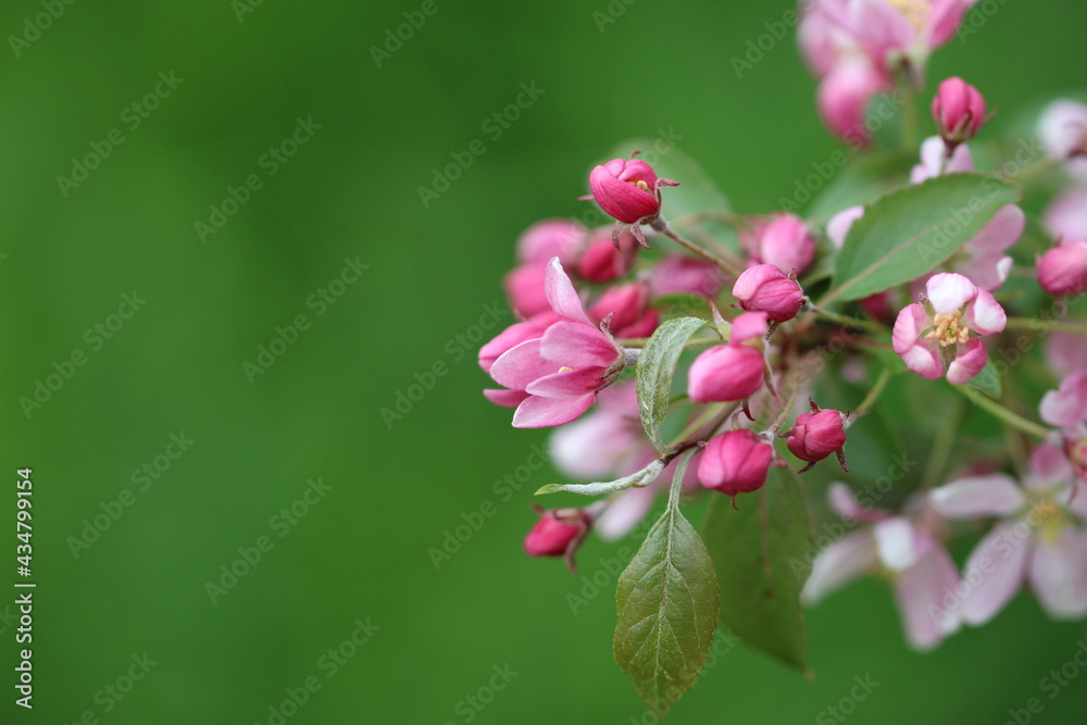 Beautiful pink apple tree flowers and buds with selective focus on the natural green background for the banner Beautiful pink apple tree flowers and buds with selective focus on the natural green background for the banner