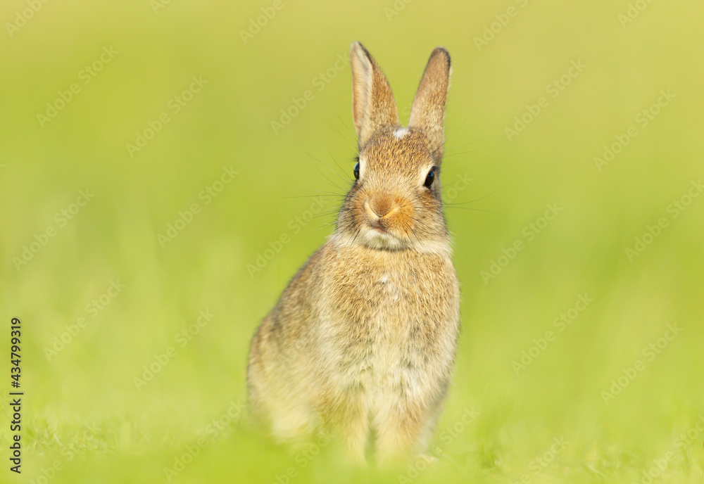 Fototapeta premium Cute little rabbit sitting in grass in spring