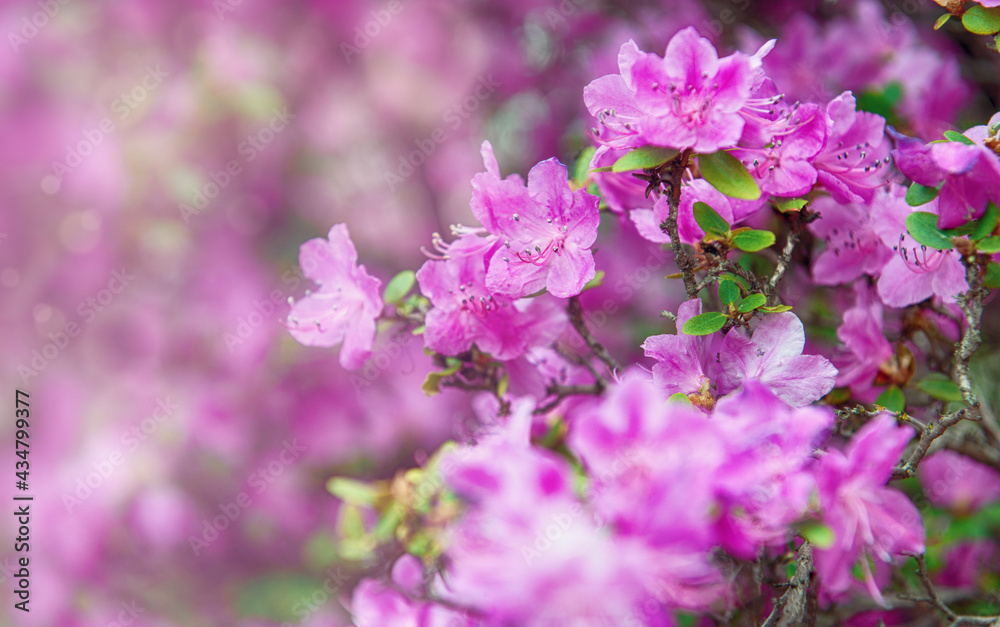 Beautiful spring cherry blossom sakura flowers background Beautiful spring cherry blossom sakura flowers background
