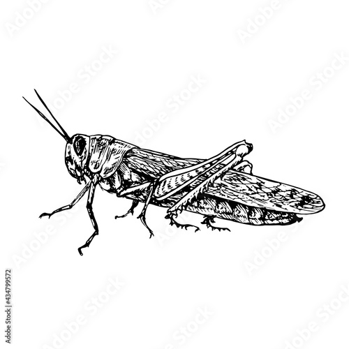 Migratory locust (Locusta migratoria) sitting side view,  gravure style ink drawing illustration isolated on white