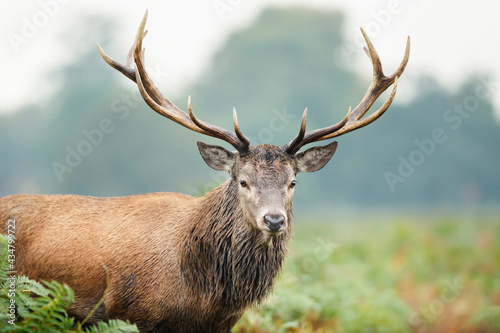 Portrait of a red deer stag © giedriius