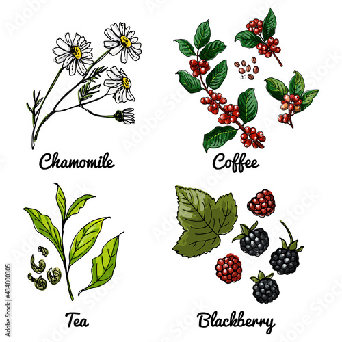 Vector food icons of berries, herbs, flowers. Colored sketch of food products. Chamomile, coffee branch, tea leaves, blackberry