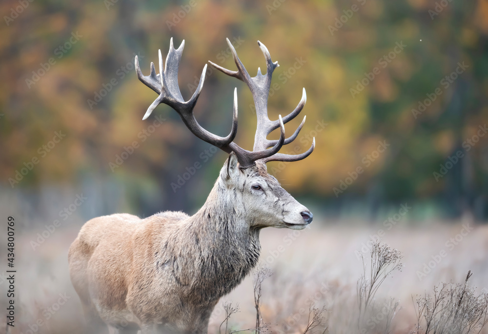 Obraz premium Close up of a red deer stag in autumn