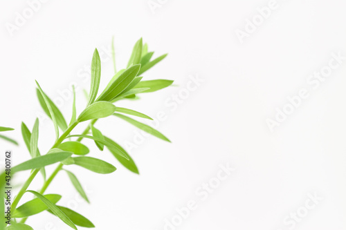 Fresh micro green  eadible sprouts healthy food on light background with place for text macro