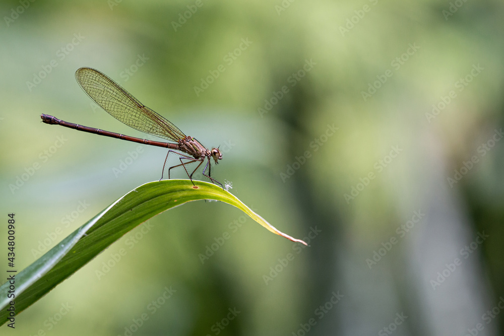 Brown damselfly in the green leaf Brown damselfly in the green leaf