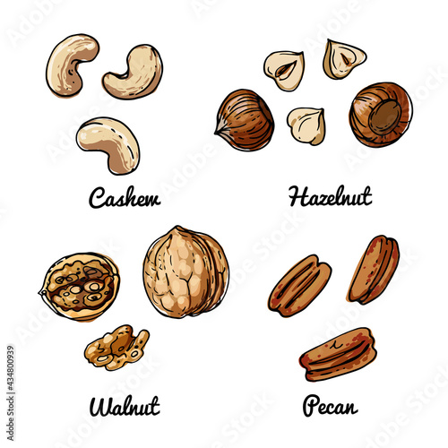 Vector food icons of nuts. Colored sketch of food products. Cashew, hazelnut, walnut, pecan