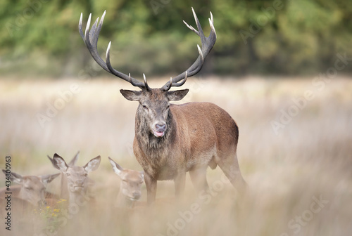 Red Deer stag with a group of hinds during rutting season in autumn