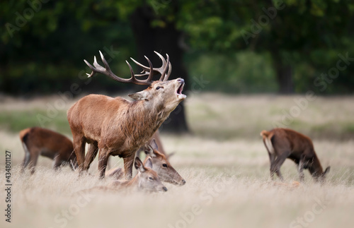 Red Deer with a group of hinds during rutting season
