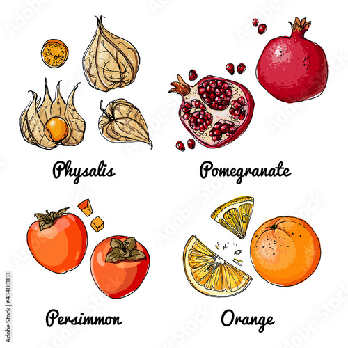 Vector food icons of fruits. Colored sketch of food products. Physalis, pomegranate, persimmon, orange