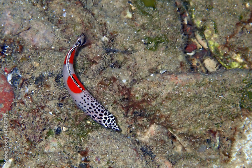 Foto Tropical fish clown-coris or Coris aygula, it is a colorful juvenile or young or